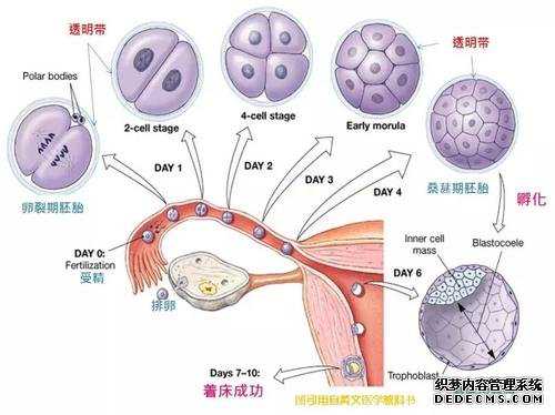 试管代孕流程-哪家供卵试管公司好_输卵管妊娠_吃什么促进排卵